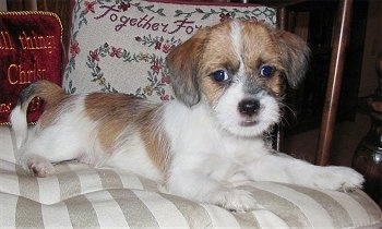 A wiry-looking white, black and tan Fo-Tzu is laying on a human's and there are two pillows behind it