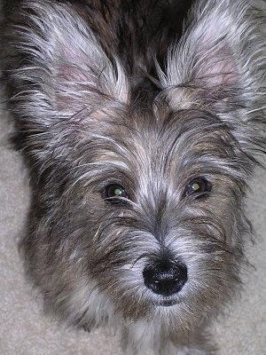 35+ Westie Papillon Mix Dogs Pics