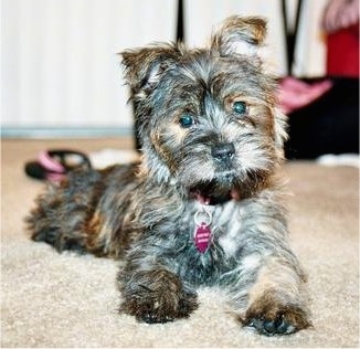 Close Up - A wiry-looking black and tan brindle Fourche Terrier Puppy is laying on a carpet and looking forward with a pink and black flip flop shoe behind it.