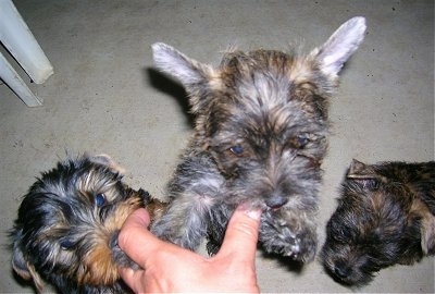 Three black and tan Fourche Terrier puppies. One is standing on its hind legs and licking a persons fingers. To the left of it, one of the Fouche Terrier puppy is sitting and to the right is another Fouche Terrier puppy just looking forward