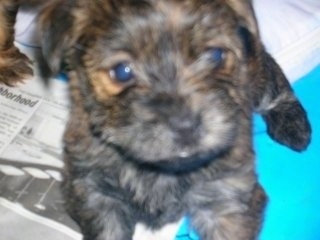 Close Up - A black and tan brindle Fourche Terrier puppy is laying on a newspaper inside of a plastic blue swimming pool.