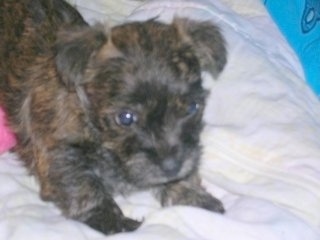 Close Up - A black and tan brindle Fourche Terrier puppy is laying in a blue plastic swimming pool used as a whelp box.