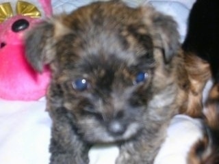 Close Up - A black and tan brindle Fourche Terrier puppy is laying on a dog bed next to a pink plush toy