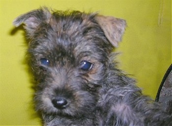 A black with brown Fourche Terrier puppy is sitting in front of a yellow wall