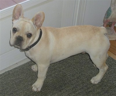 six month old french bulldog