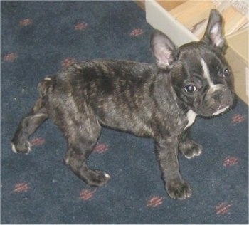 A black brindle and white French Bulldog puppy is standing on a blue carpet next to a bunch of cardboard boxes