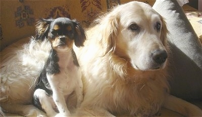 A black with white and tan English Toy Spaniel is sitting next to a laying cream Golden Retriever dog.