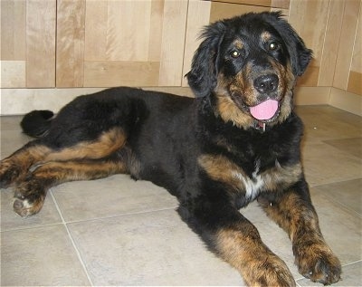 golden retriever cross bernese mountain dog