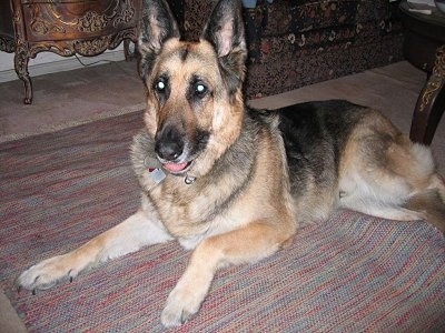 A very large, tan with black and white German Shepherd dog is laying on a throw rug with its back end under a coffee table. It is looking forward and its mouth is open.