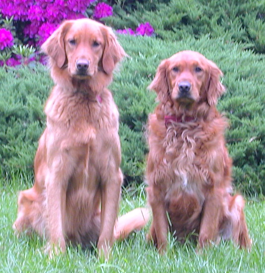 Two red colored Golden Retrievers are sitting in grass and there is an azalea bush that is blooming purple flowers behind them
