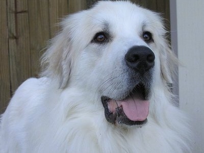 Close Up upper body shot - A white with tan Great Pyrenees is standing outside. Its mouth is open and tongue is out