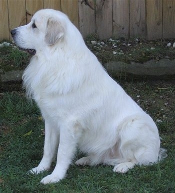 Left Profile - A white with tan Great Pyrenees is sitting in grass with a wooden fence behind them