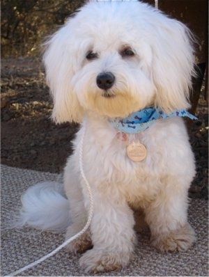 havanese dog bichon frise