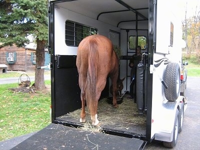 A brown with white Horse is eating hay in a bowl standing in a white horse trailer.