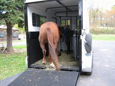 A brown with white Horse is walking into a trailer.