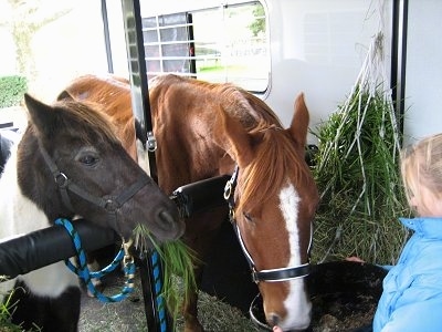 A brown with white horse is eating food out of a large black bowl being held by the hands of a blonde haired girl in a blue coat. Next to it is a dark brown and white paint pony looking at the blonde haired girl.