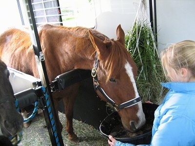 A brown with white Horse is eating food out of a large black bowl being held by a blonde haired girl in a blue coat.