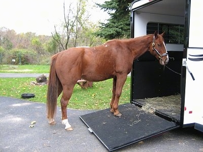 A brown with white horse is standing in a driveway and on a ramp leading onto a trailer.