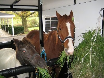 A brown with white Horse is eating grass and next to it is a white and black paint pony eating grass.