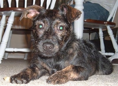 Close Up view head on - A black with tan Jacairn puppy is laying on a floor next to a white table.