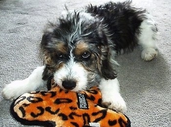 A black with white and tan Jackabee dog is laying on a tan carpet chewing on an orange and black plush toy