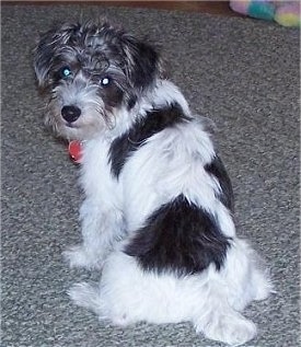 jack russell crossed with poodle