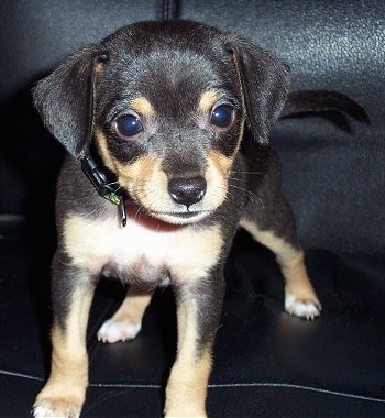 A black with tan and white Jack Chi puppy is standing on a black leather couch