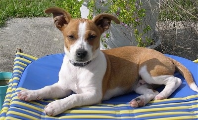 A white with tan Jack-Rat Terrier is laying outside on a blue and yellow lawn chair. Its eyes are squinting.