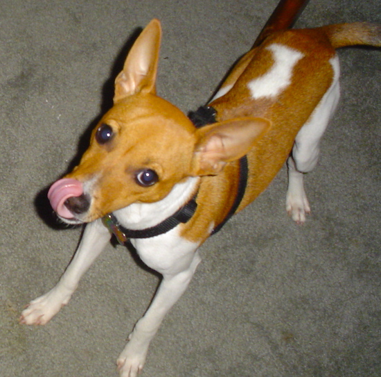 A white with tan Jack-Rat Terrier is standing on a tan carpet and it is licking its nose