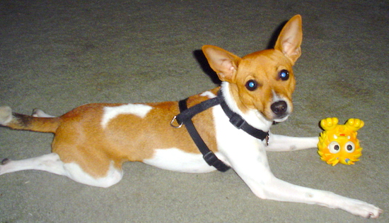 A white with tan Jack-Rat Terrier is laying out on a carpet with a toy in front of it.