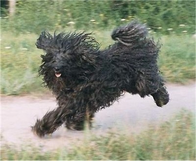 A black Kerry Blue Terrier is running down a path in between grass with its black coat flapping around because of the motion.