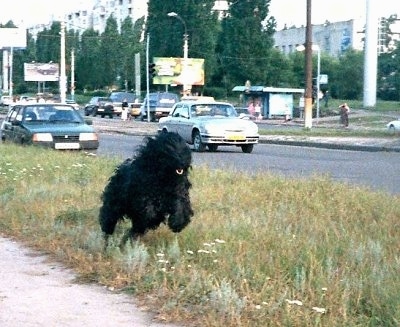 A black Kerry Blue Terrier is running in a patch of roadside grass with cars zooming by on the road on the right.