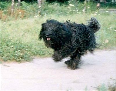 A black Kerry Blue Terrier is running across a path with is coat bouncing up and down.