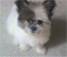 A fuzzy white with black and grey Kimola puppy is sitting on a carpet and looking up