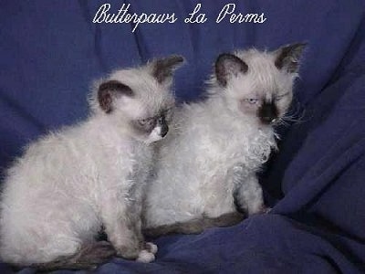 Two Longhair LaPerm Kittens are sitting on a blue backdrop