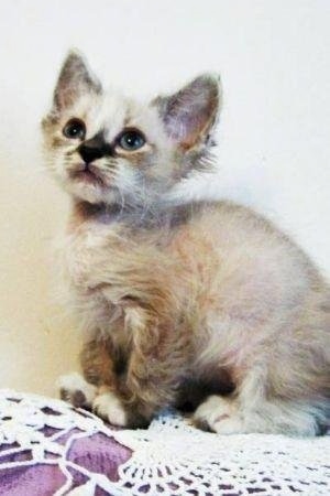 Longhair LaPerm kitten is sitting on the back of a chair and looking to the left