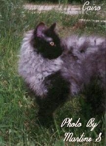 Longhair LaPerm cat is standing outside in tall grass and looking to the right