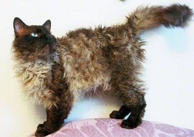 Longhair LaPerm cat is standing on the back of a couch and looking up and back to the right