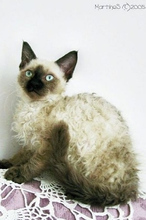 Longhair LaPerm cat is sitting on the back of a couch on top of a purple and white lace blanket and looking towards the camera holder