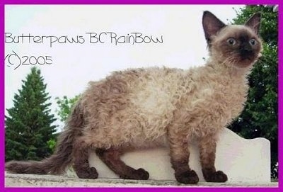 Longhair LaPerm cat is standing on a stone surface and looking forward. The Words 'Butterpaws BC Rainbow (c) 2005' are overlayed. This one has a violet border