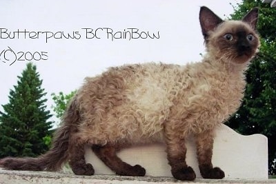 Longhair LaPerm cat is standing on a stone surface and looking forward. The Words 'Butterpaws BC Rainbow (c) 2005' are overlayed