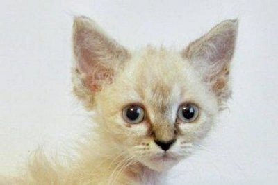 Close Up head shot - Longhair LaPerm cat is looking towards the camera