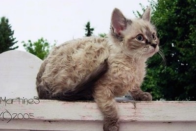 Longhair LaPerm cat is laying outside on a white wooden banister with its front right paw hanging over the edge and looking forward