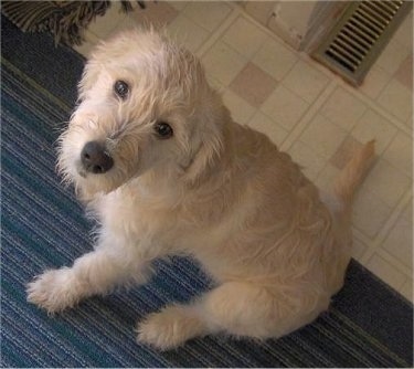 A scruffy looking tan Labradoodle puppy is sitting on a blue rug next to a tan tiled floor and looking up