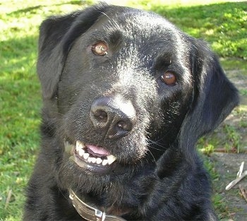 Close Up head shot - A shiny-coated black Labradoodle is sitting in grass. Its head is tilted to the right and its mouth is open
