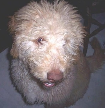 Close Up view from the top head and upper body shot - A wavy-looking tan Labradoodle is looking up, Its head is tilted in a coy way to the left and its mouth is slightly open showing its with teeth.