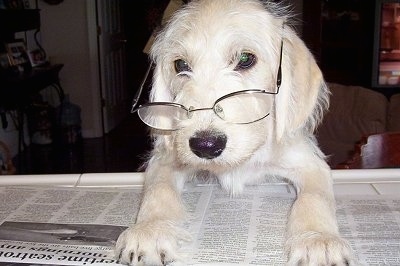 A wiry-looking white Labradoodle is leaning on a table and on top of a newspaper. It is wearing a pair of glasses
