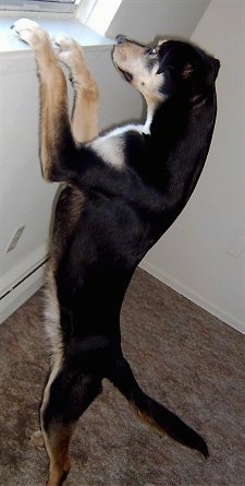 A black with tan and white Alaskan Husky/Irish Setter mix breed dog is jumped up at a window sill looking out of the window.