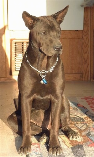 Char the Chow Pei wearing a choke collar sitting on a rug anf looking to the right