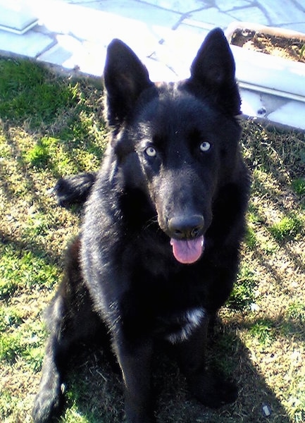 belgian tervuren husky mix